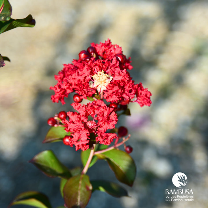 Lagerstroemia &