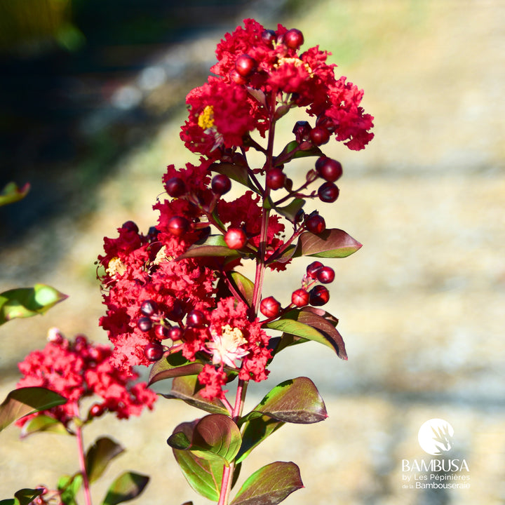 Lagerstroemia &