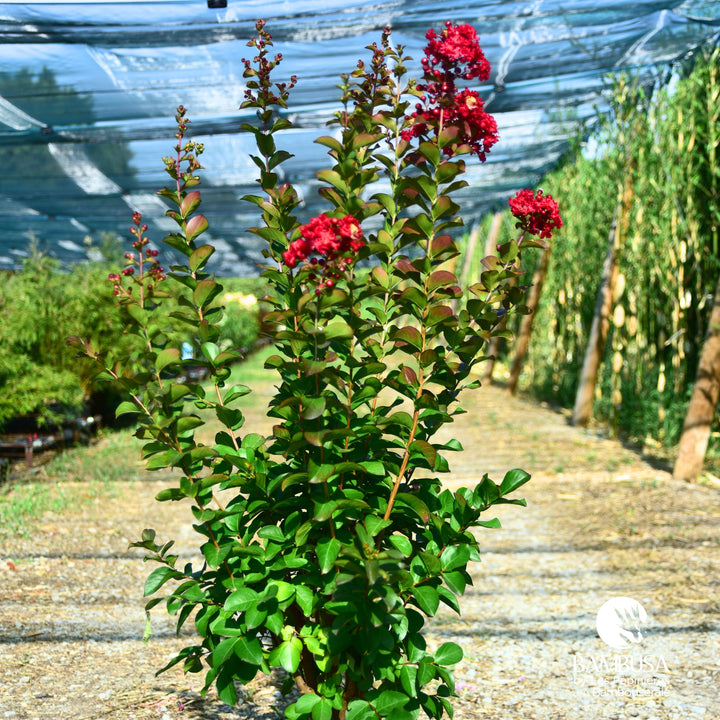 Lagerstroemia &