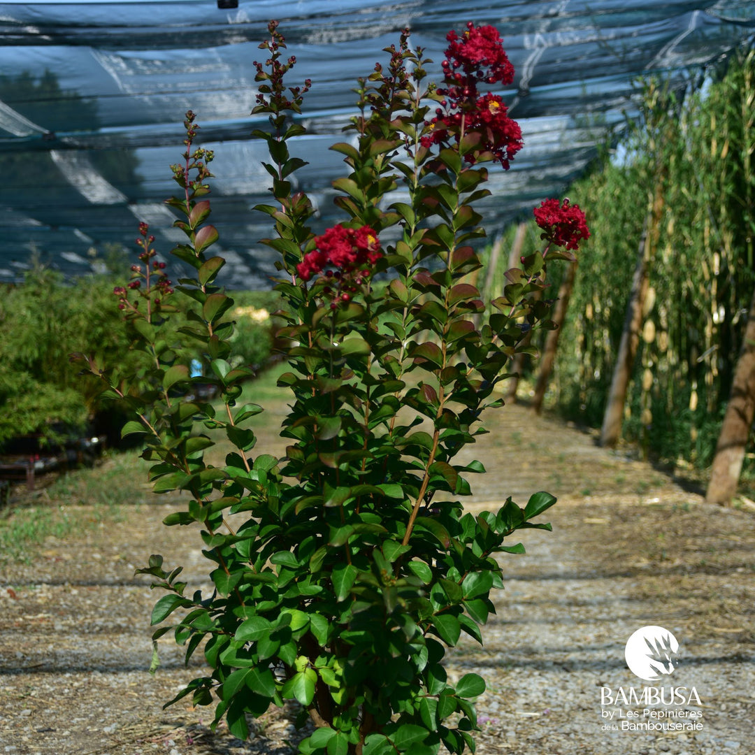 Lagerstroemia 'Dynamite' — rustique jusqu'à -15 °C