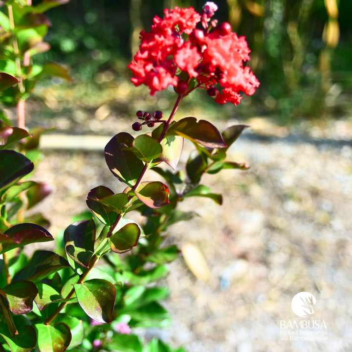 Lagerstroemia &