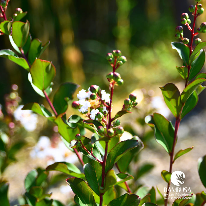 Lagerstroemia &