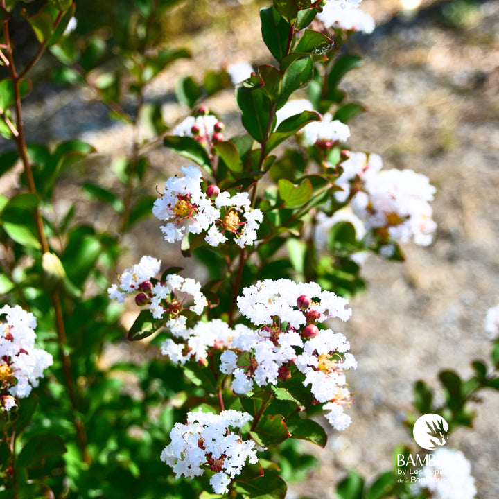 Lagerstroemia &