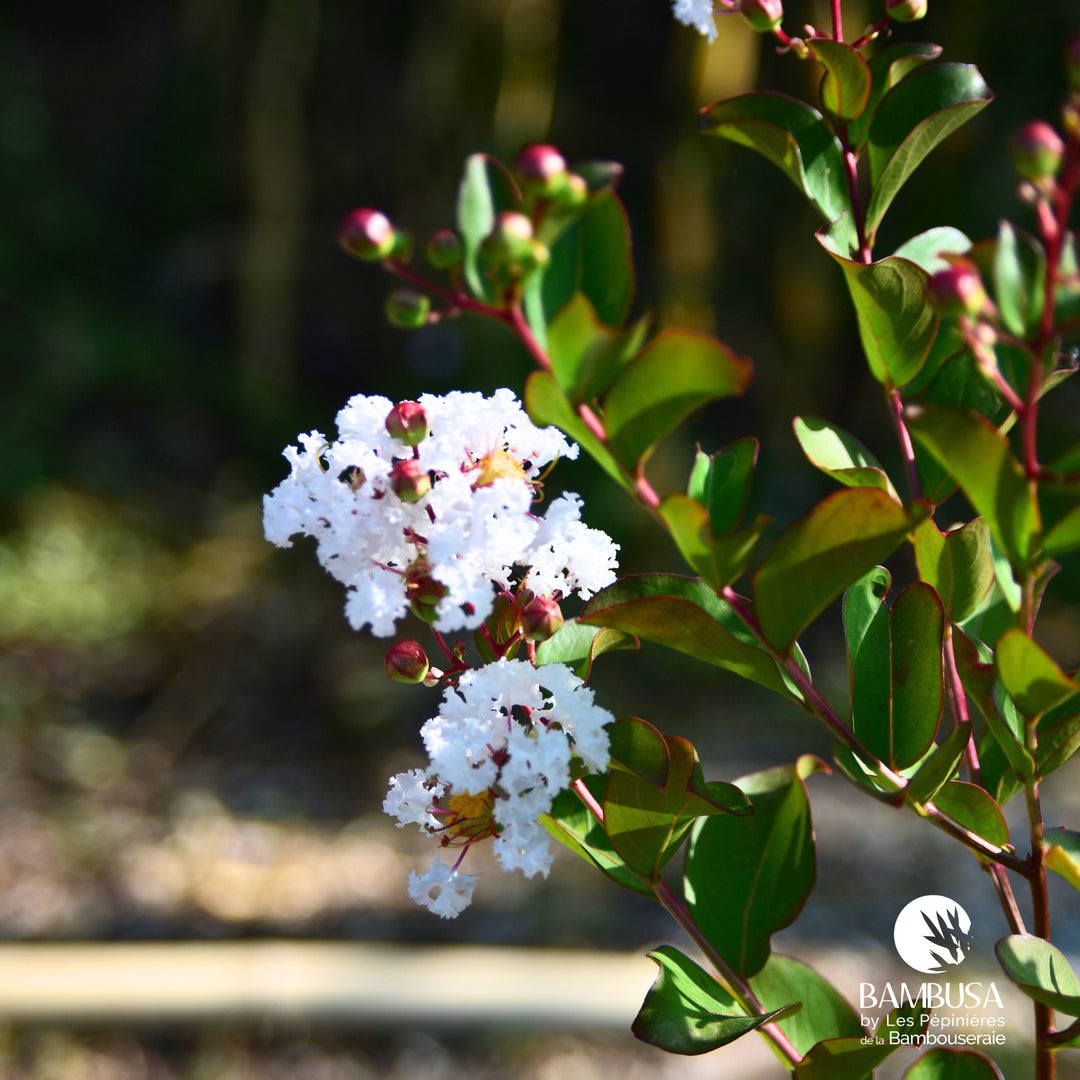 Lagerstroemia &