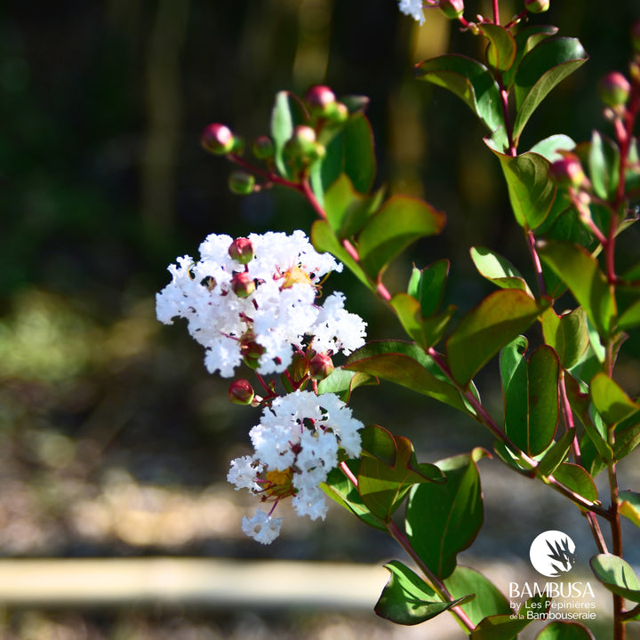 Lagerstroemia &