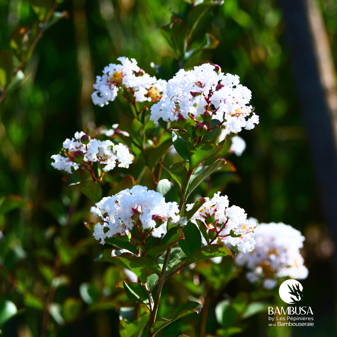 Lagerstroemia &
