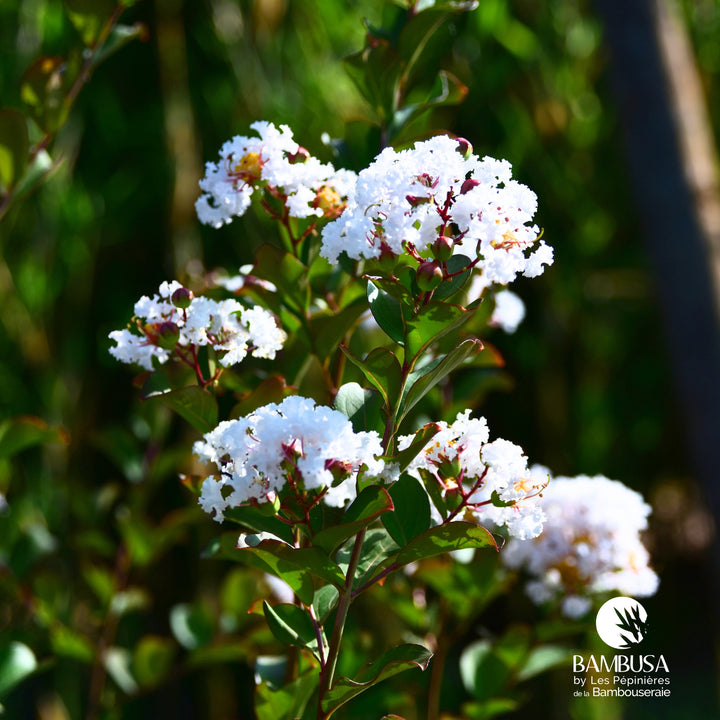 Lagerstroemia &
