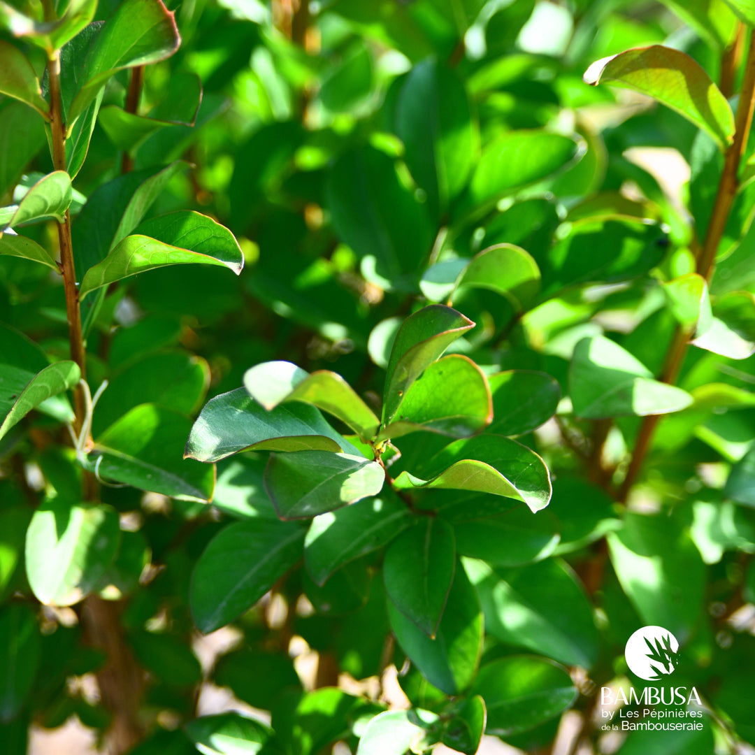 Lagerstroemia &