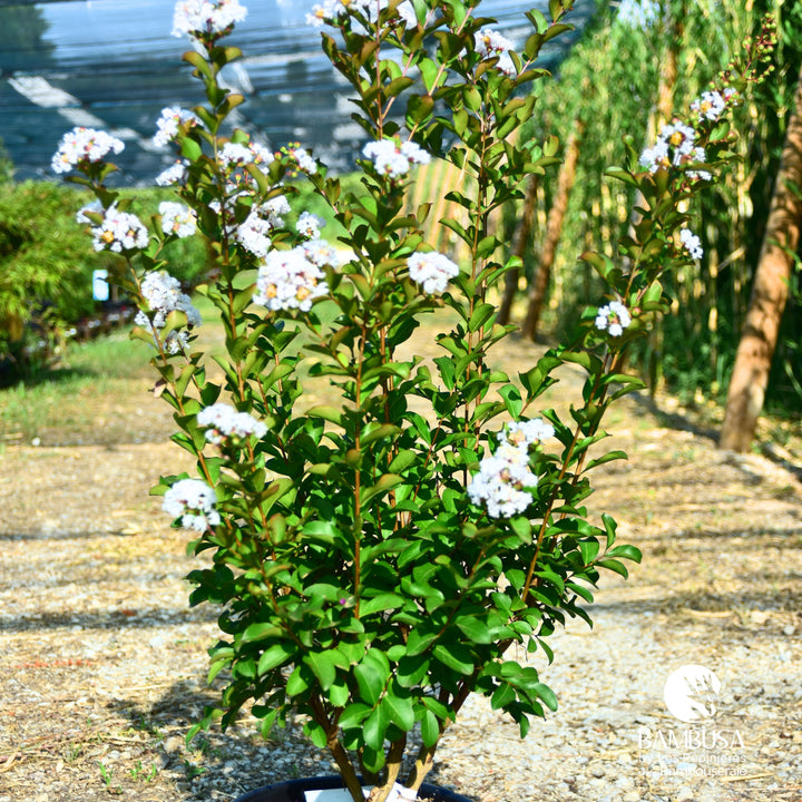 Lagerstroemia &