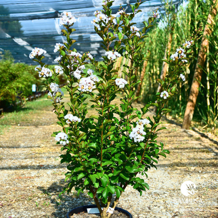 Lagerstroemia &