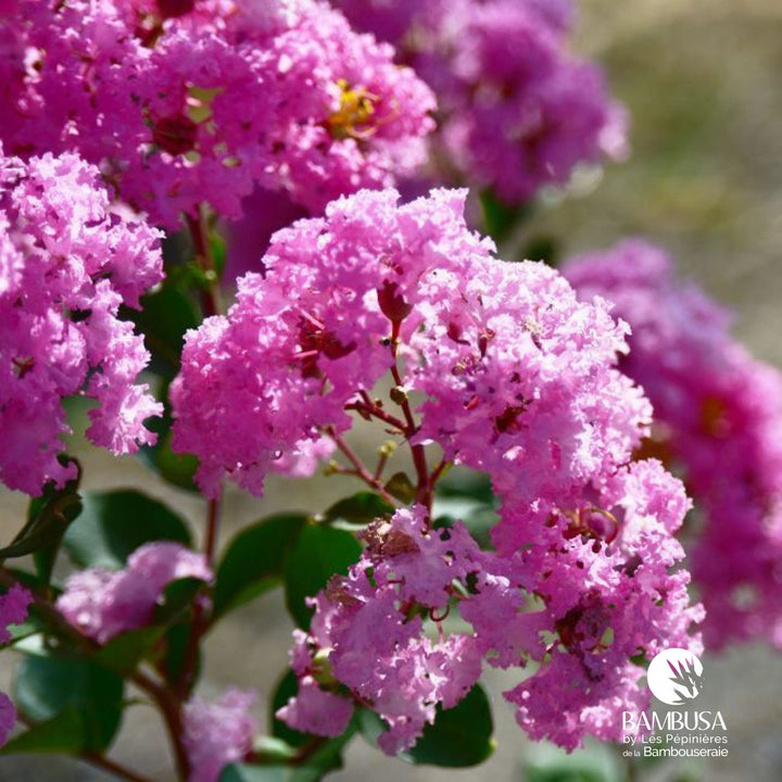 Lagerstroemia &