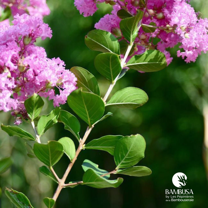 Lilas des Indes &