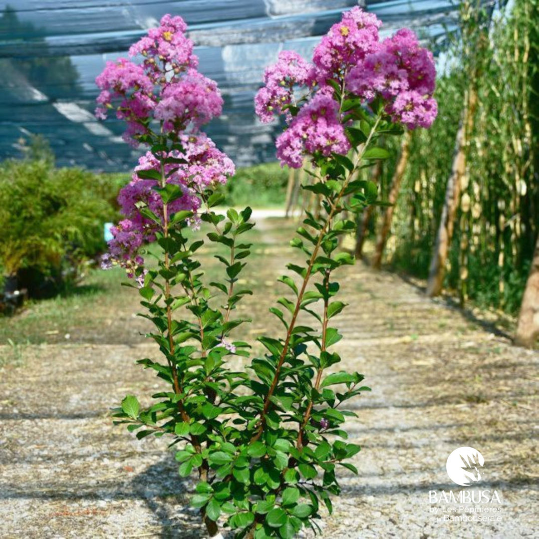Lagerstroemia &