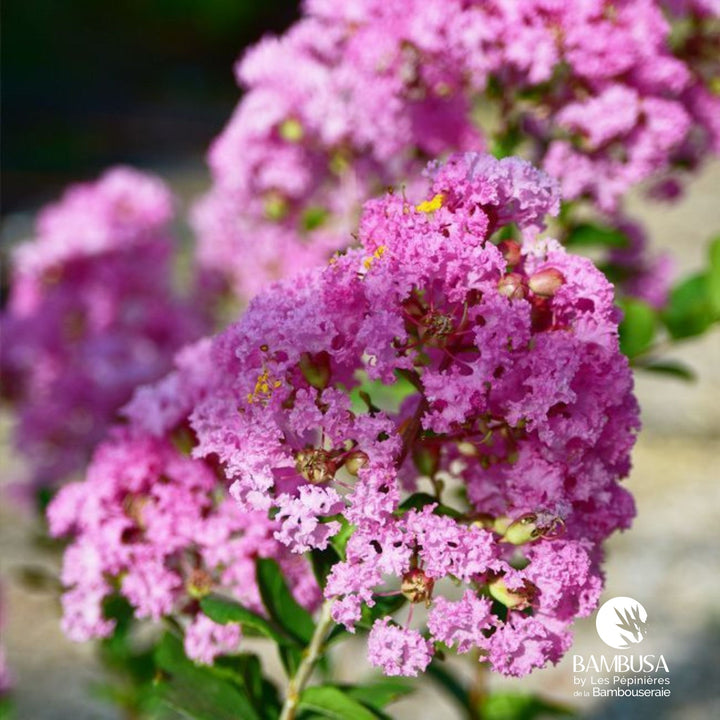 Lagerstroemia &