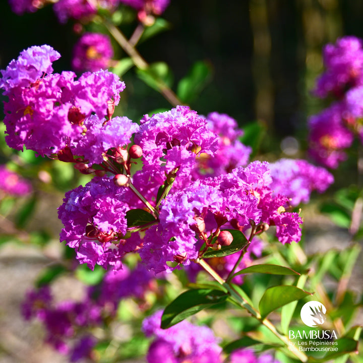 Lagerstroemia &