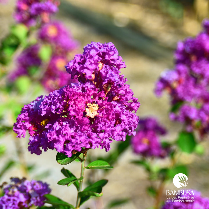 Lagerstroemia &