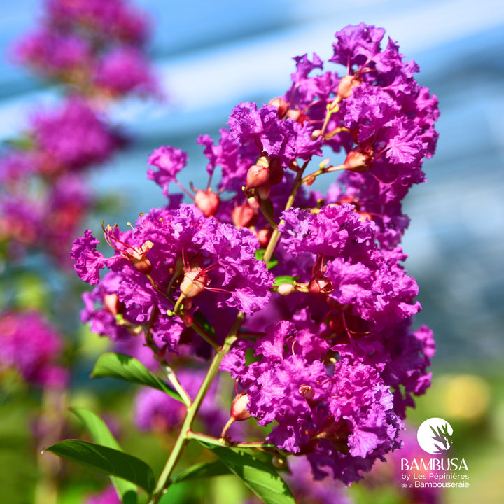 Lagerstroemia &