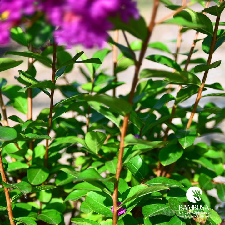 Lagerstroemia &
