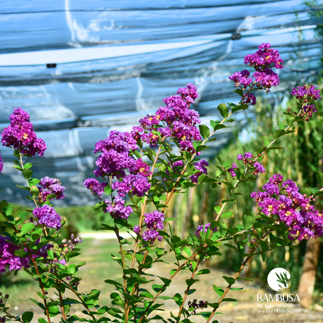 Lagerstroemia &