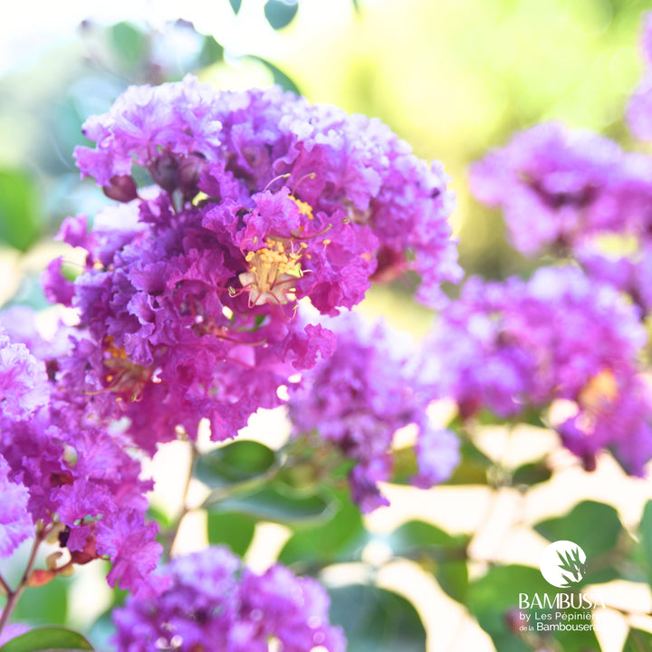 Lagerstroemia &