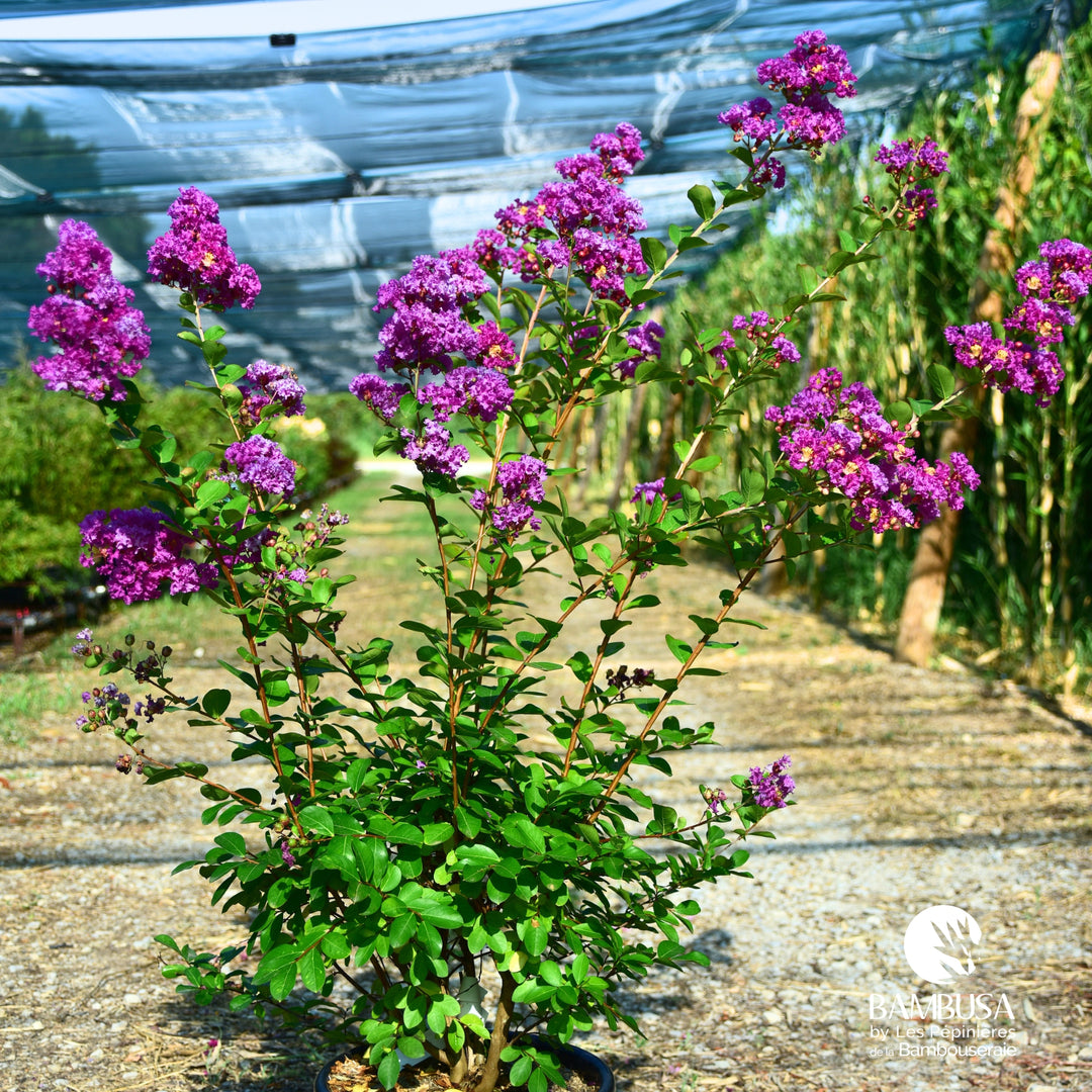 Lagerstroemia &