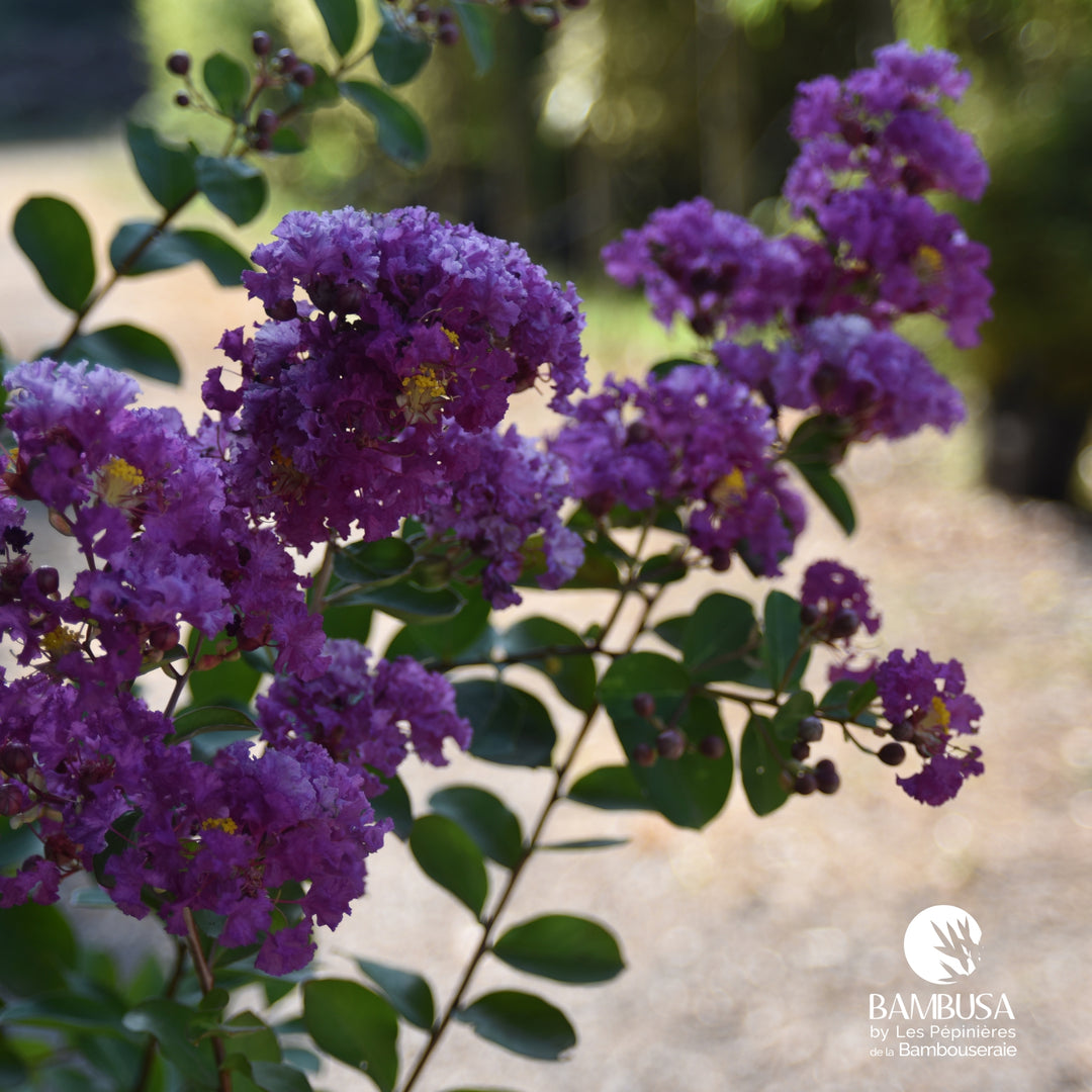 Lagerstroemia &