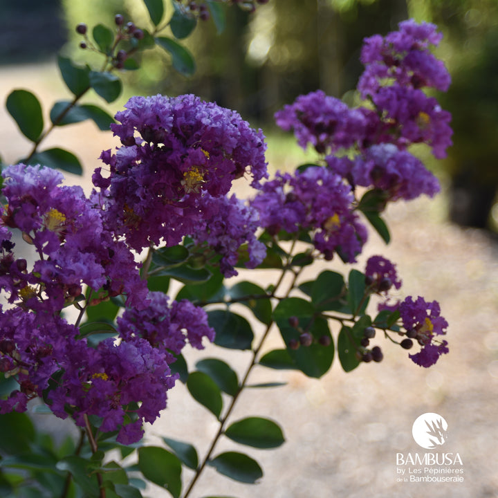 Lagerstroemia &