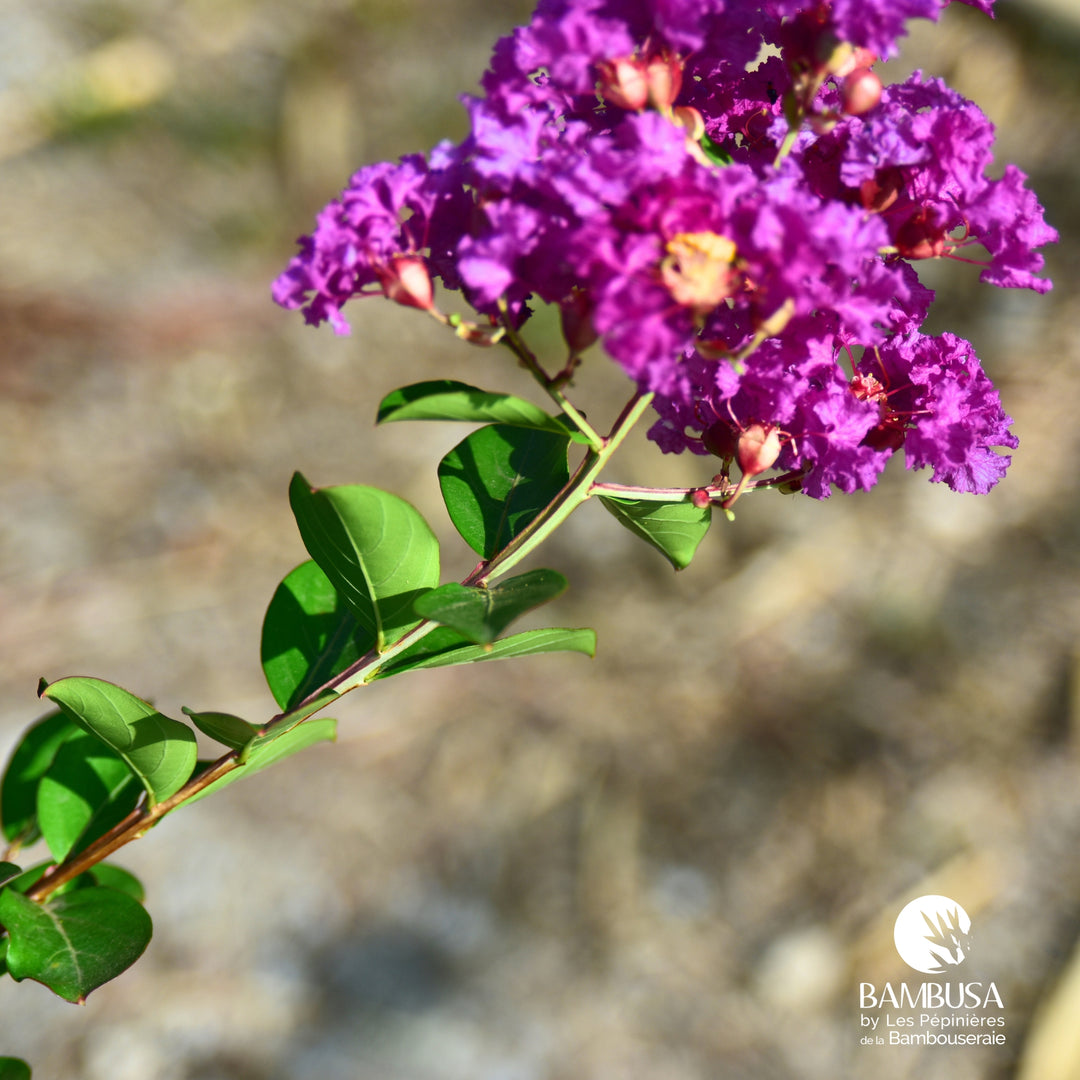 Lagerstroemia &