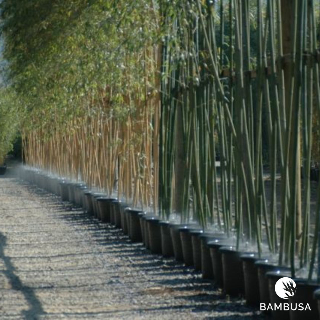 Rangée serrée de bambous en conteneurs sous ombrière dans la pépinière