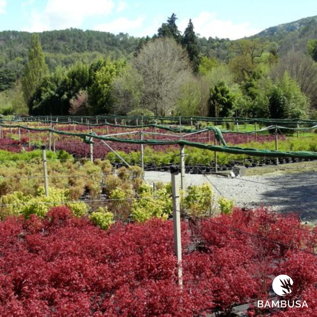 Planches de culture d'érables au feuillage rouge, collines en arrière-plan