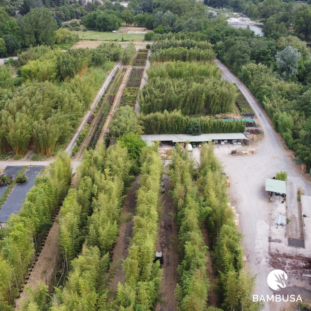 Vue aérienne d'une allée de la pépinière bordée de plants en conteneurs