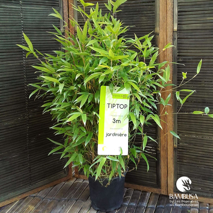 Phyllostachys &