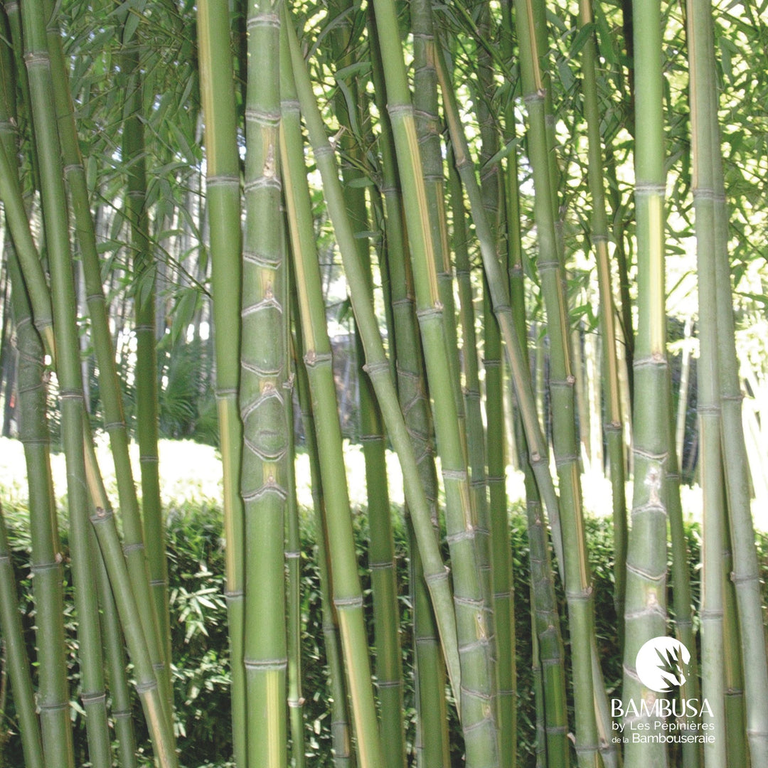 Phyllostachys aurea &