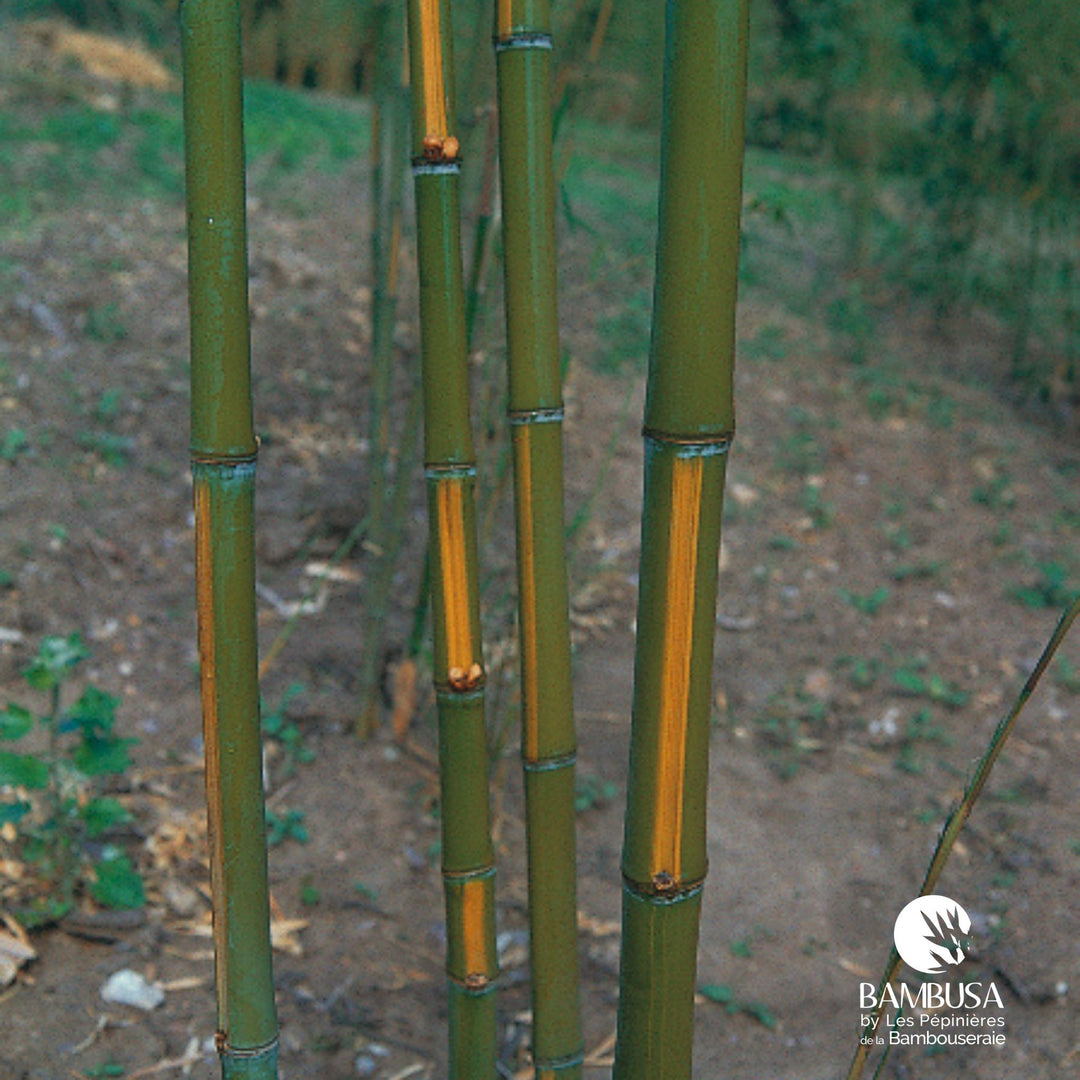 Phyllostachys aurea 'Flavescens Inversa' | Bambou doré 'Flavescens Inversa'