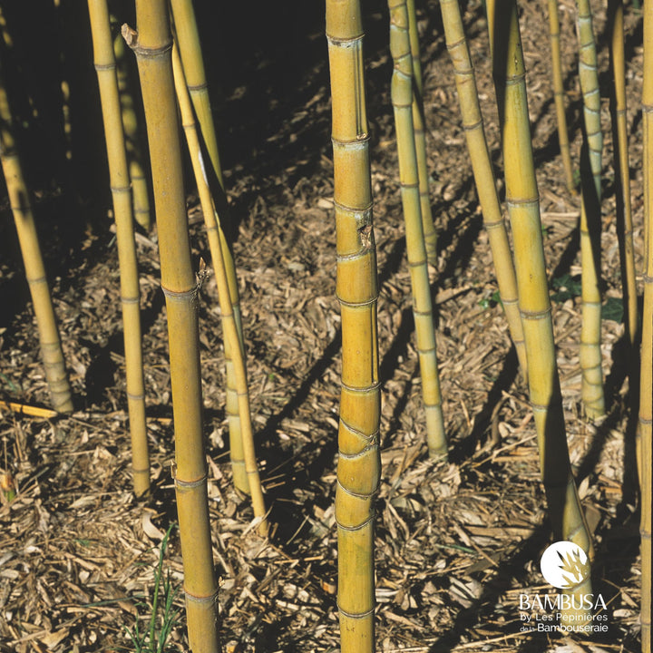 Phyllostachys aurea &
