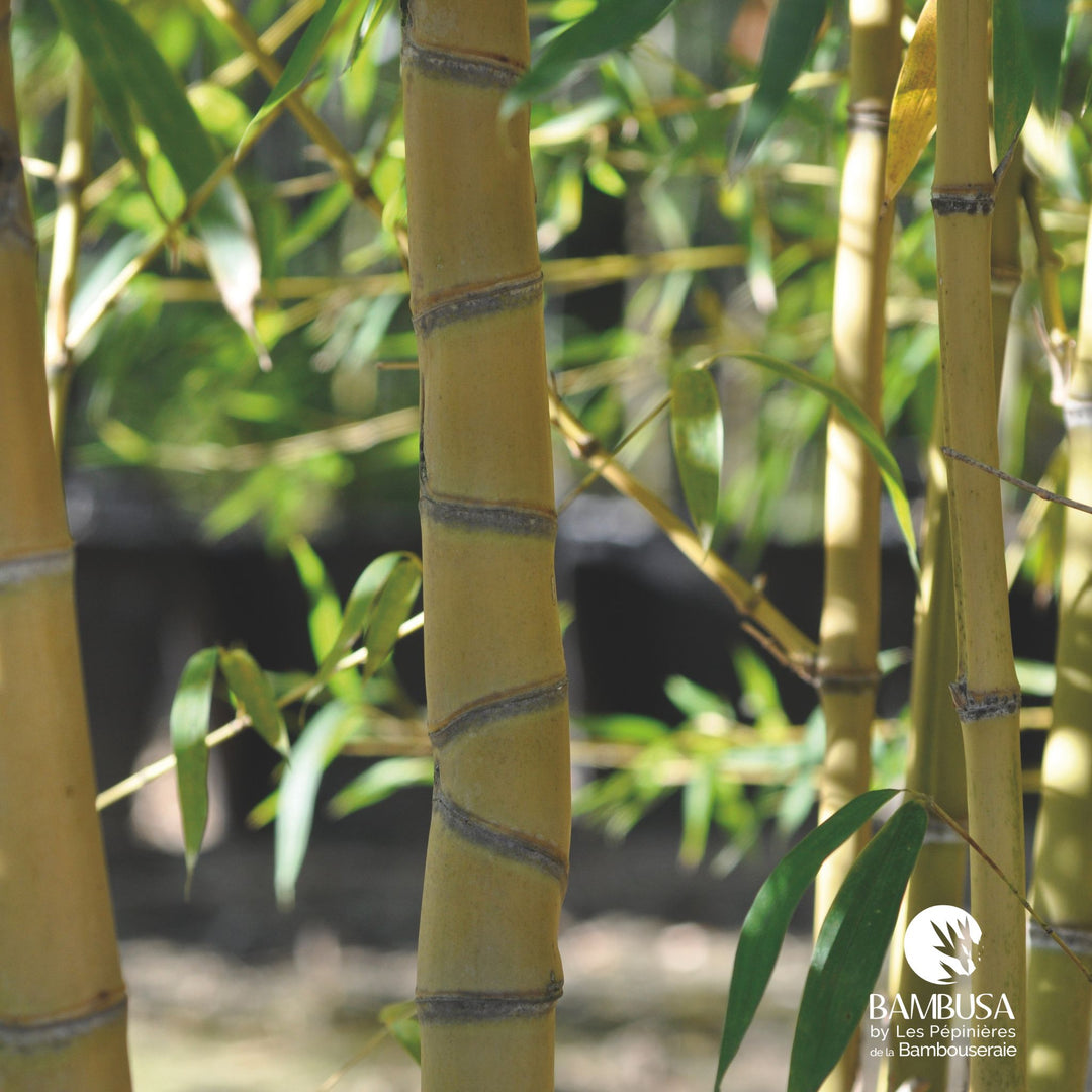 Phyllostachys aurea &