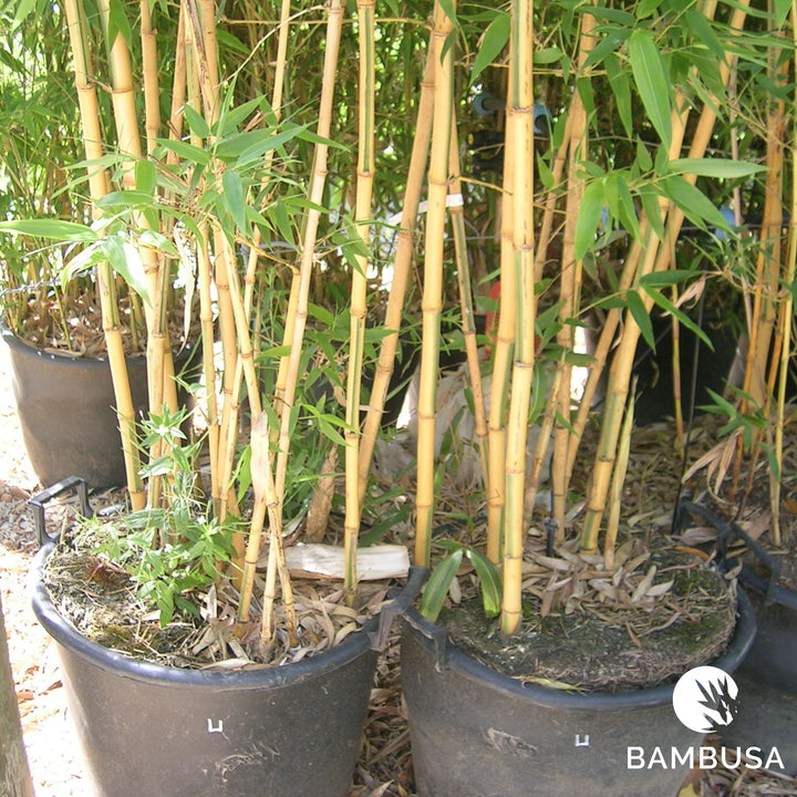 Bambou doré &