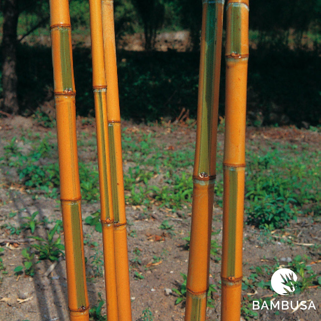Phyllostachys aurea 'Koi' | Bambou doré 'Koi'