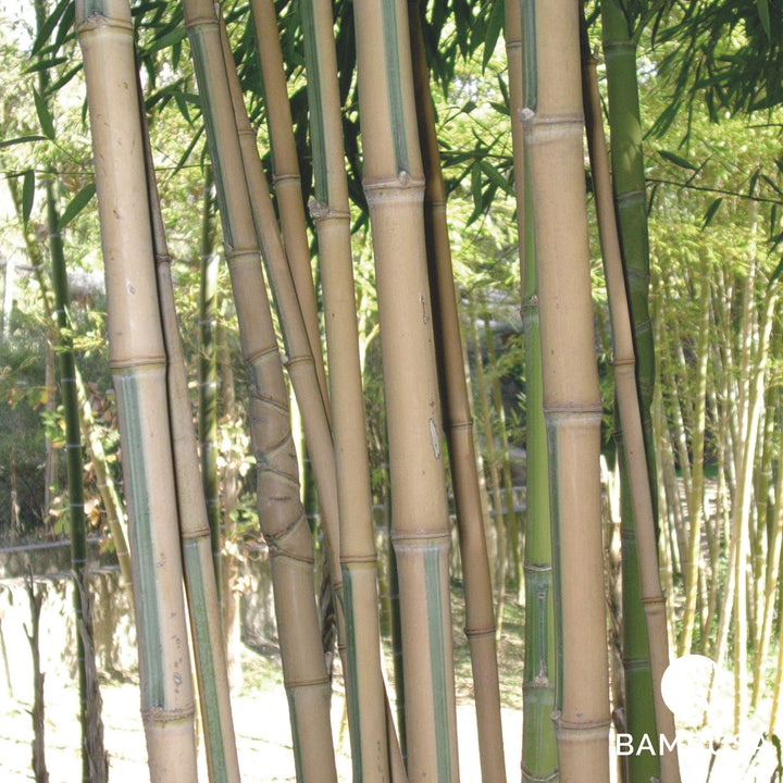 Phyllostachys aurea &