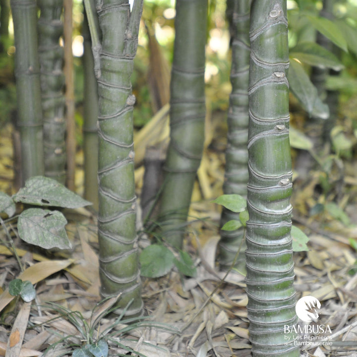 Phyllostachys aurea — rustique jusqu&