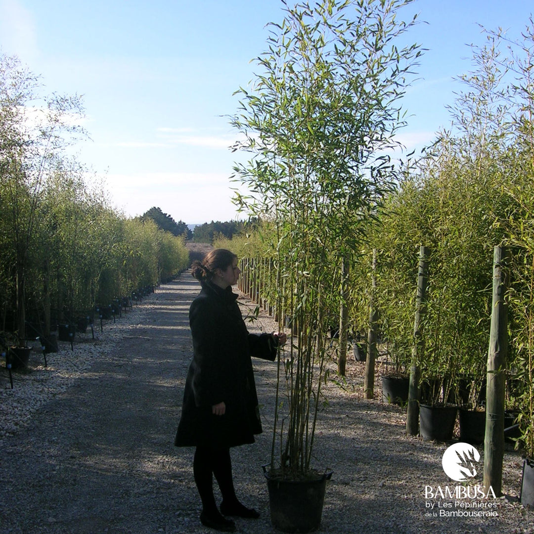 Phyllostachys aurea — bambou traçant, à planter avec barrière anti-rhizome