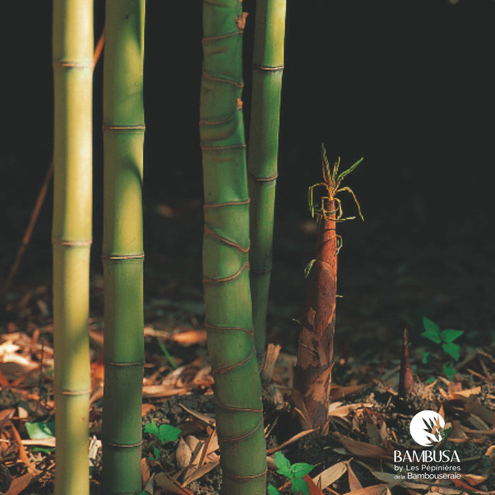 Phyllostachys aurea — hauteur adulte : plus de 5 m