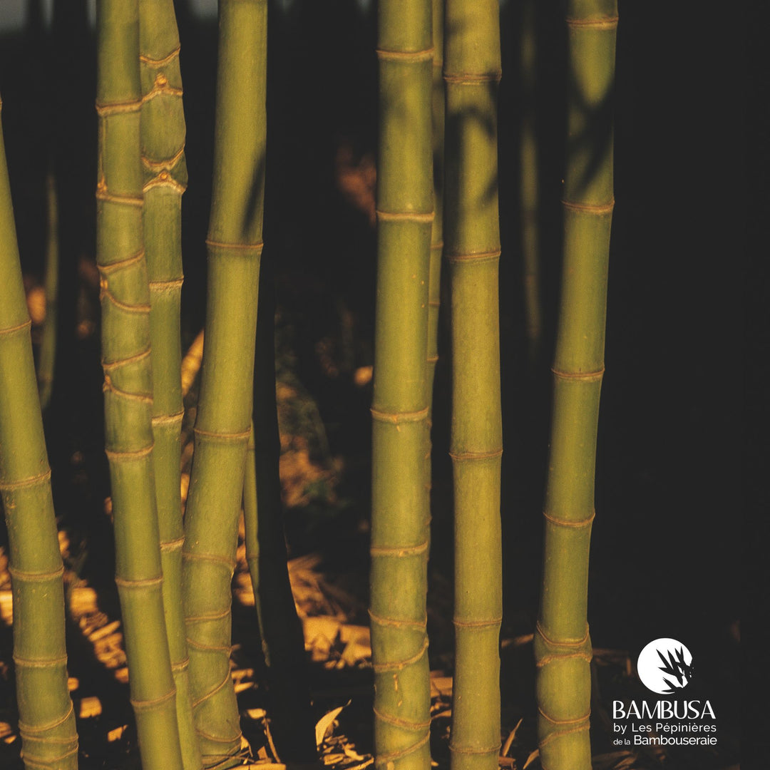 Phyllostachys aurea en brise-vue
