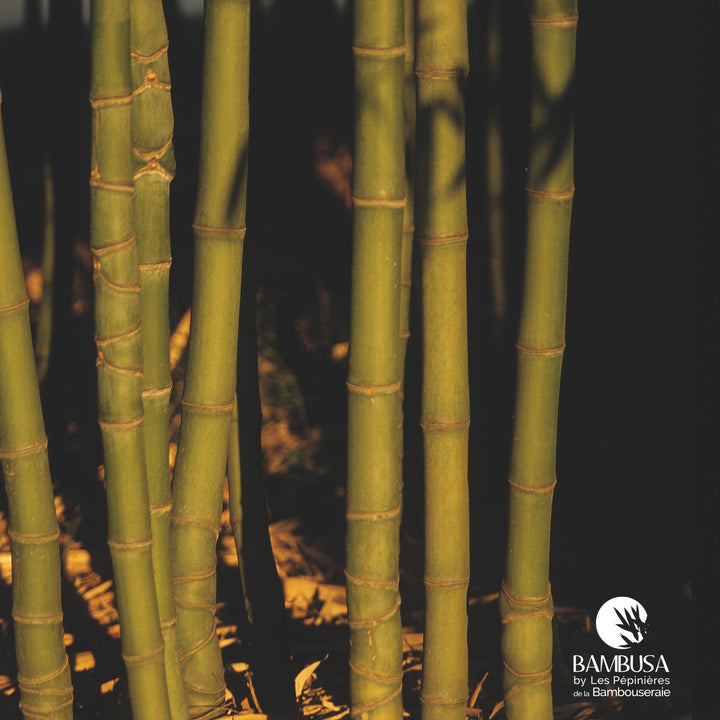 Phyllostachys aurea en brise-vue