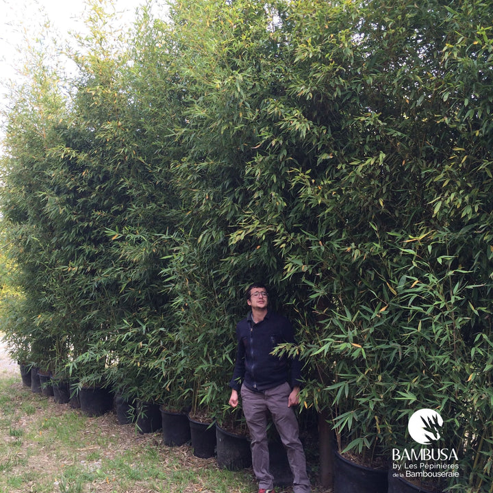 Phyllostachys aurea | Bambou doré