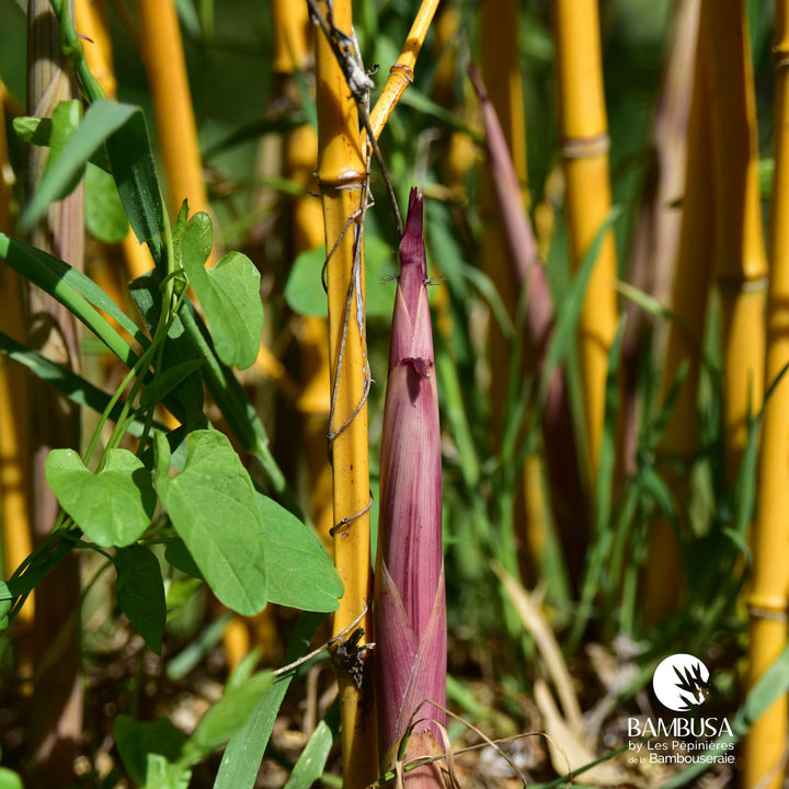 Phyllostachys aureosulcata &