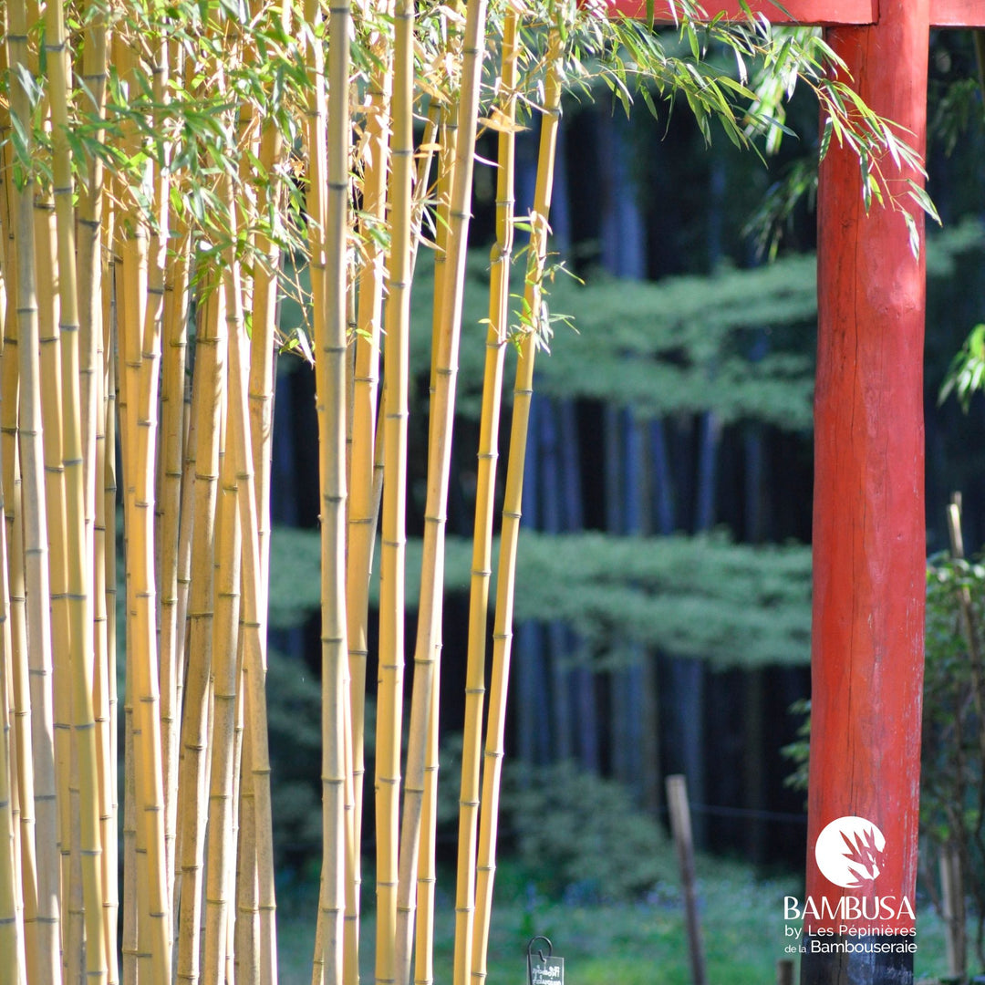 Phyllostachys aureosulcata &
