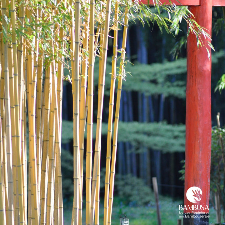 Phyllostachys aureosulcata &