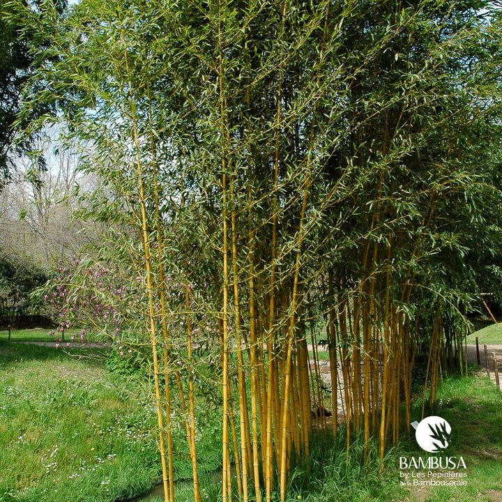 Phyllostachys aureosulcata &