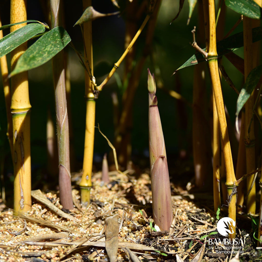 Phyllostachys aureosulcata &